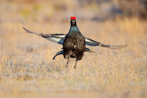 Black grouse (Lyrurus tetrix), black grouse courtship in Sweden, Fågelsjö, Gävleborgs län, Sweden