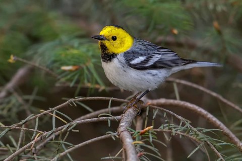 Hermit Warbler (Setophaga occidentalis) perched on a branch in Washington State, USA