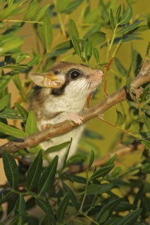 Garden Dormouse (Eliomys quercinus) adult climbing in vegetation, Andalusia, Spain