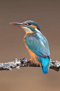Common kingfisher (Alcedo atthis) adult female bird on a tree branch, England, United Kingdom