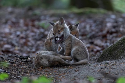 Red fox cubs (Vulpes vulpes) playing and fighting in the immediate vicinity of the fox den, cub