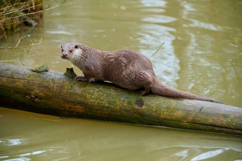 An otter balances on a tree trunk in the water and looks into the surroundings, otter (Lutra