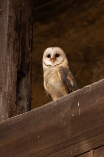 Western Barn Owl (Tyto alba) captive, Germany