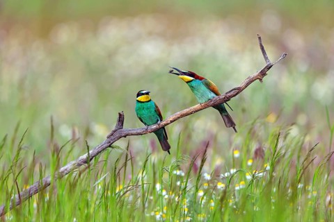 Bee-eater, (Merops apiaster), two animals, perch, prey transfer, Tiszaalp-r, Kiskuns-gi National