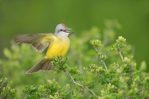 Couch's Kingbird (Tyrannus couchii) singing, Texas, USA