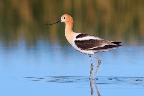American Avocet (Recurvirostra americana), Alberta, Canada