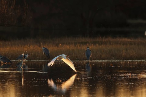 A egret gracefully flies over a calm water surface during sunset, casting reflections. Other herons