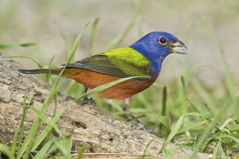 Painted Bunting (Passerina ciris) male, Florida, USA
