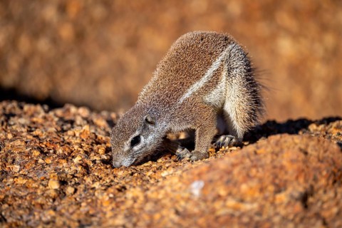 Cape ground squirrel (Xerus inauris), Pontok-Berge, Spitzkoppe, Große Spitzkuppe Nature Reserve,