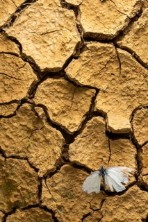 A delicate cabbage butterfly rests on parched, cracked earth, symbolizing resilience amidst arid
