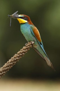 European Bee-eater (Merops apiaster), Castile, Spain