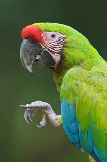 Great-Green Macaw (Ara ambigua) perched on a branch in Costa Rica, Central America