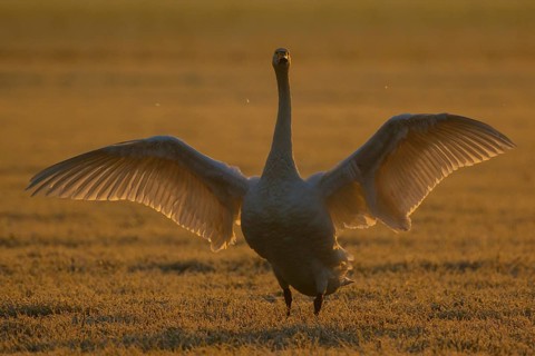 Whooper Swan (Cygnus cygnus) flapping, North Rhine-Westphalia, Germany