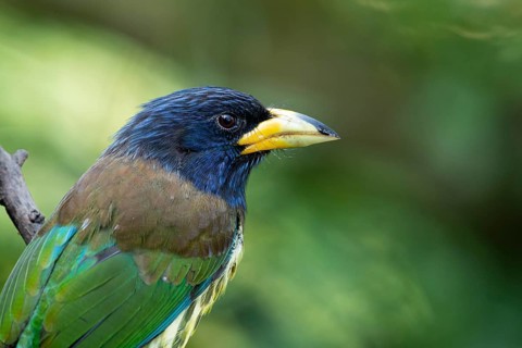 Great Barbet (Psilopogon virens clamator) perched on a branch, Yunnan, China