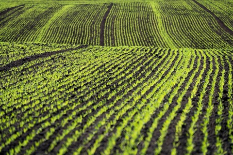 Cool-season cereals in autumn, Oberweser, Weser Uplands, Weserbergland, Hesse, Germany