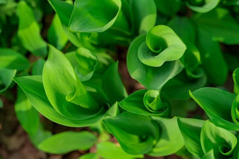Close-up of vibrant green lily of the valley leaves, showcasing their lush texture and rich color.