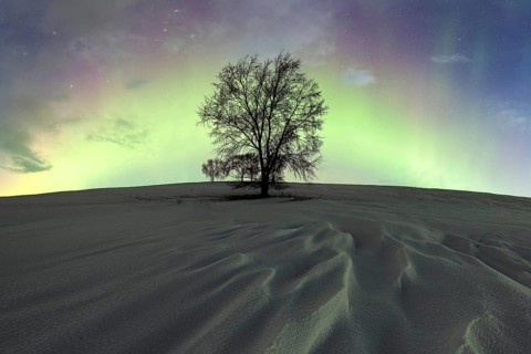 A solitary tree stands against a vivid display of northern lights in a snowy landscape at night,