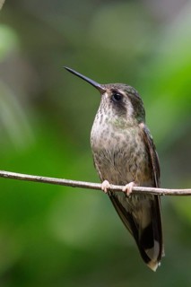 Speckled Hummingbird (Adelomyia melanogenys) perched on a branch in Ecuador