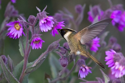 Buffy Helmetcrest (Oxypogon stuebelii) male feeding on flower nectar, Los Nevados National Park,
