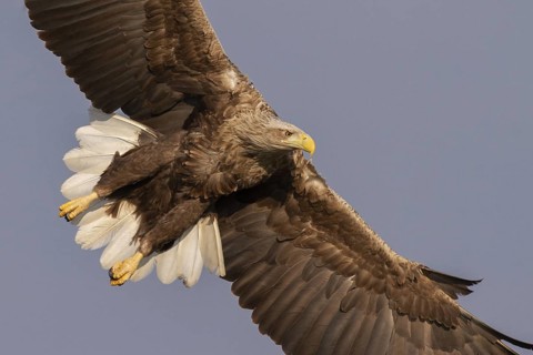 White-tailed Eagle (Haliaeetus albicilla) flying, Subotica, Hungary