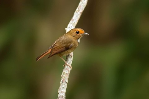 Rufous-browed Flycatcher (Anthipes solitaris), Pahang, Malaysia