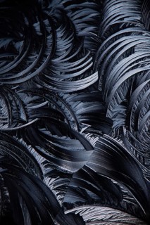 Microscopic view of Salicylic acid crystals, resembling feathery patterns in a black and white