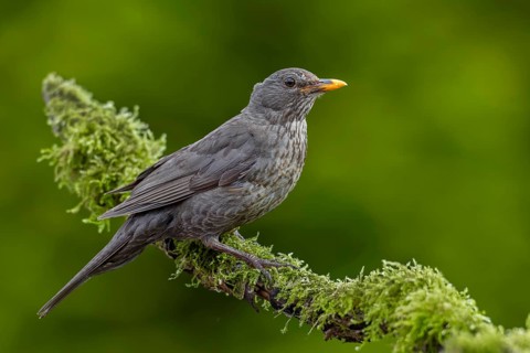 Female blackbird (Turdus merula) sitting on a branch covered with moss, garden bird, June, Germany