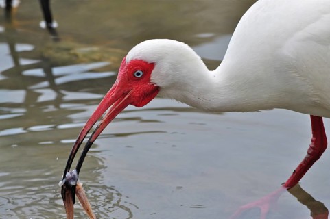 Snowy ibis (Eudocimus albus)