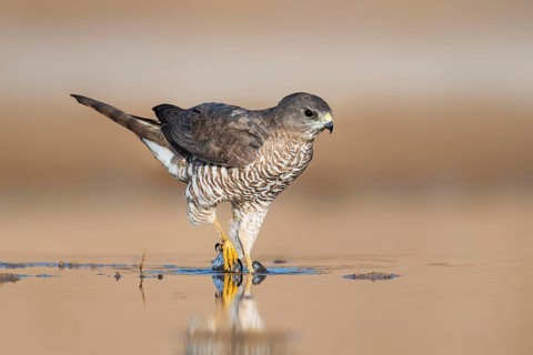 Levant Sparrowhawk (Accipiter brevipes) female, Eilat, Israel