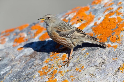 Alpenbraunelle, Alpine Accentor, Prunella collaris, Accenteur alpin, Acentor Alpino