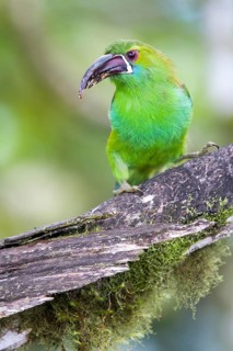 Crimson-rumped Toucanet (Aulacorhynchus haematopygus), Pichincha, Ecuador