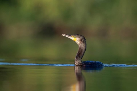 Great Cormorant (Phalacrocorax carbo), North Rhine-Westphalia, Germany