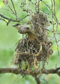 Rose-throated Becard (Pachyramphus aglaiae) female at nest, Arizona, USA