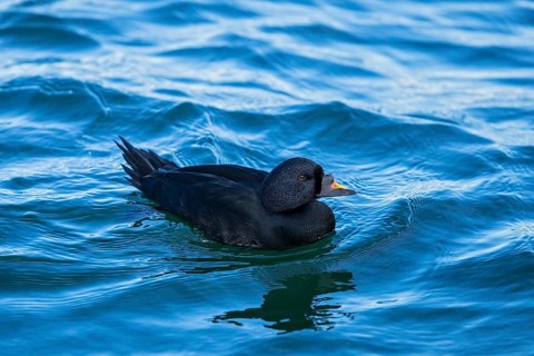 Common Scoter (Melanitta nigra) male, Mecklenburg-Western Pomerania, Germany