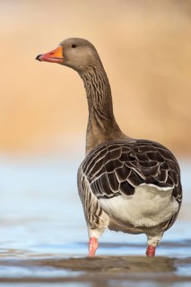 Greylag Goose (Anser anser), Rhineland-Palatinate, Germany