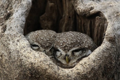 Spotted Owl (Strix occidentalis), Rajasthan, India
