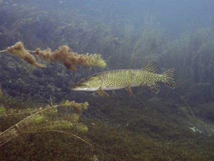Pike (Esox lucius) in clear water with lush plants and algae. Dive site Parkhaus Post, Überlingen,