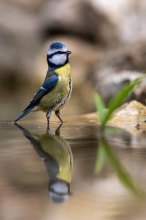 Blue tit (Cyanistes caeruleus), wildlife, bathing in a watering trough, Germany
