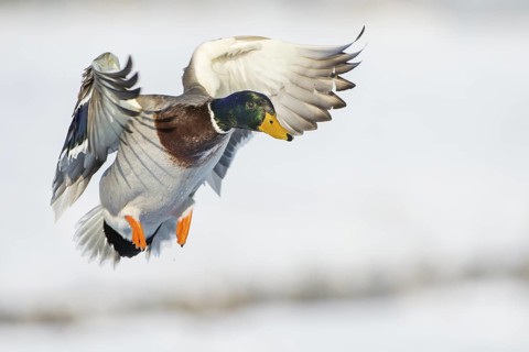 Mallard (Anas platyrhynchos) male flying, Lower Saxony, Germany