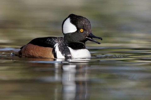 Hooded Merganser (Lophodytes cucullatus) swimming in a pond in Victoria, BC, Canada