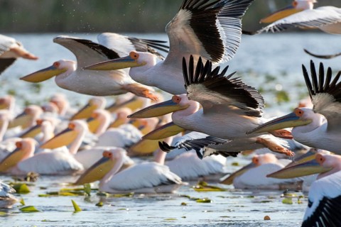Great White Pelican (Pelecanus onocrotalus) group flying, Romania
