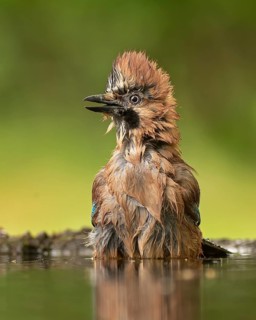 Eurasian Jay (Garrulus glandarius) bathing, Hungary