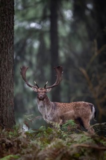 A strong fallow deer (Dama dama) leaves the rut, crossing a very photogenic part of the forest,