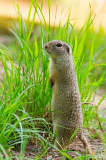 European ground squirrel (Spermophilus citellus) on a meadwo, Bavaria, Germany