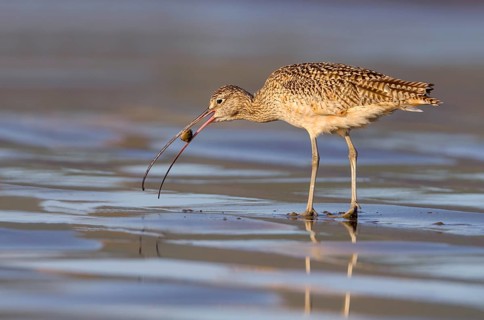 Long-billed Curlew (Numenius americanus) - Morro Bay, California