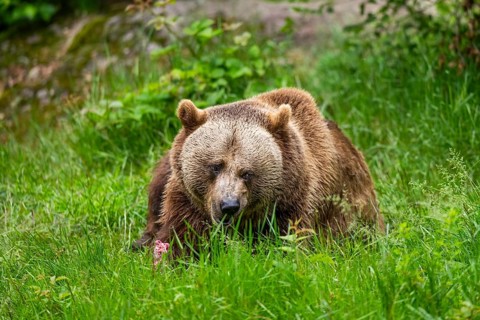 Eurasian brown bear (Ursus arctos arctos) lying on a meadow, Bavarian Forest, Bavaria, Germany