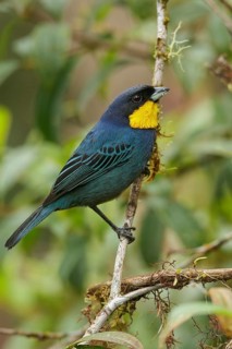 Purplish-mantled Tanager (Iridosornis porphyrocephalus) perched on a branch in the Andes Mountains