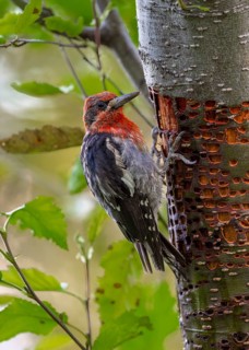 Red-breasted Sapsucker (Sphyrapicus ruber) Jungvogel, California, USA