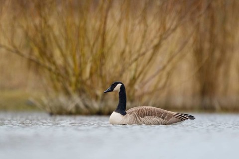 Canada Goose (Branta canadensis), North Rhine-Westphalia, Germany
