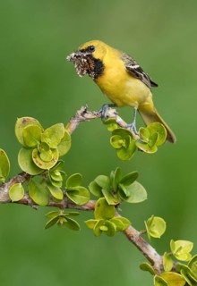 Orchard Oriole (Icterus spurius) perched on a branch with a moth in its beak, Texas, USA
